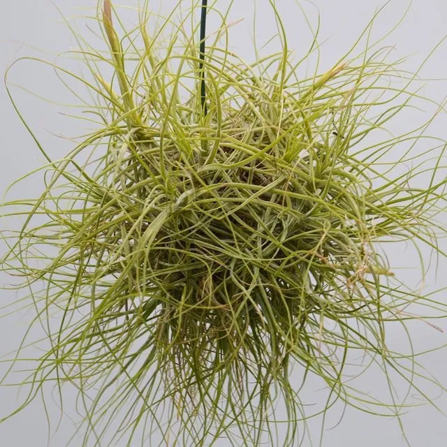 pasiora-tillandsia-schiedeana-ball-luftpflanze image 1