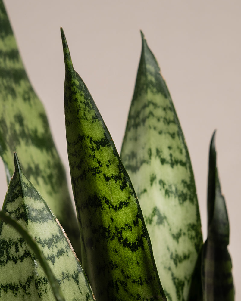 feey-unzerst-rbares-duo-2x-schwiegermutterzunge-sansevieria-trifasciata image 2