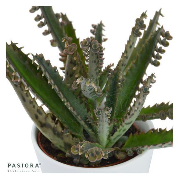 pasiora-kalanchoe-daigremontiana-brutblatt-6cm image 3