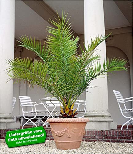 baldur-garten-kanarische-dattelpalme-phoenix-pflanze-im-15-cm-topf image 4