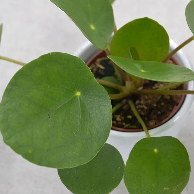 pasiora-pilea-peperomioides-chinesischer-geldbaum-6cm image 1
