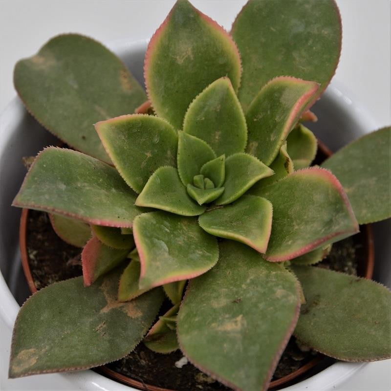 pasiora-aeonium-kiwi-sukkulente-8-5cm-topf image 2