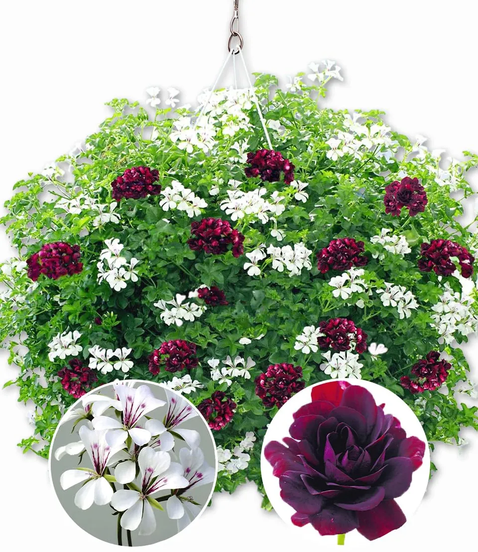 baldur-garten-h-nge-geranien-mix-black-white-6-pflanzen-royal-night-white-glacie image 1