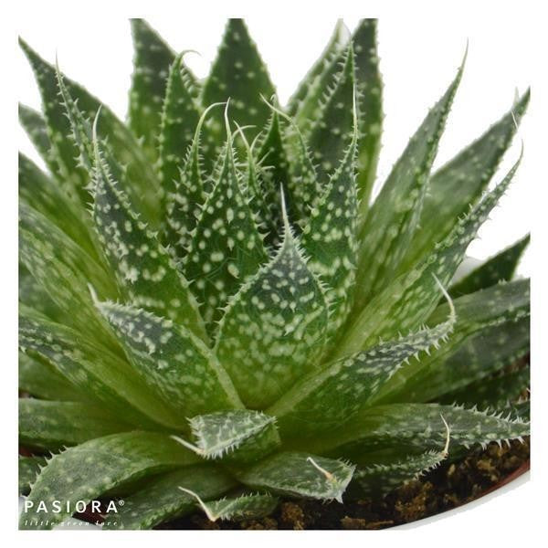 pasiora-aloe-aristata-sukkulente-5-5-cm-topf-ca-14-cm-hoch image 1