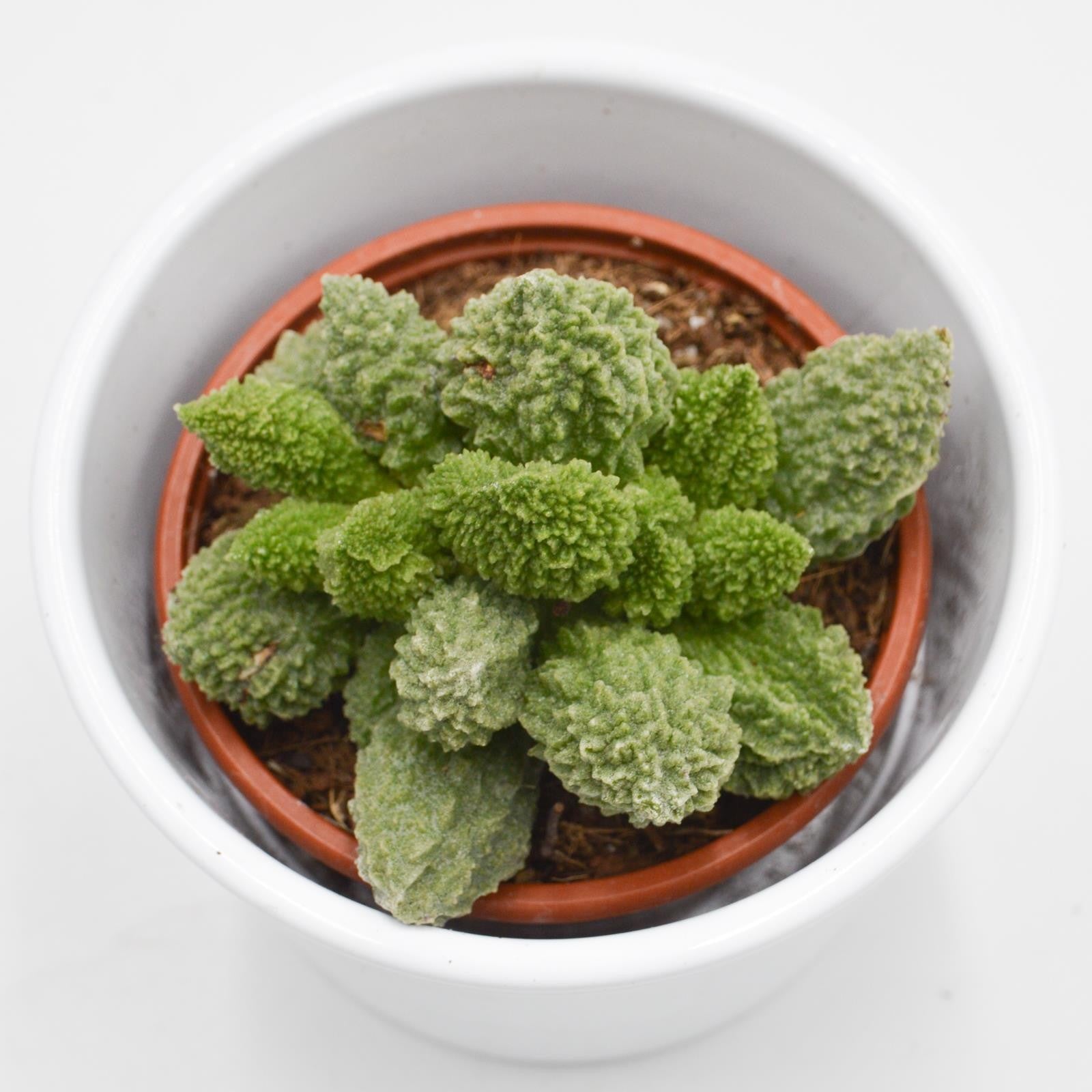 pasiora-adromischus-marianiae-lime-drops-sukkulente-8-5cm image 2