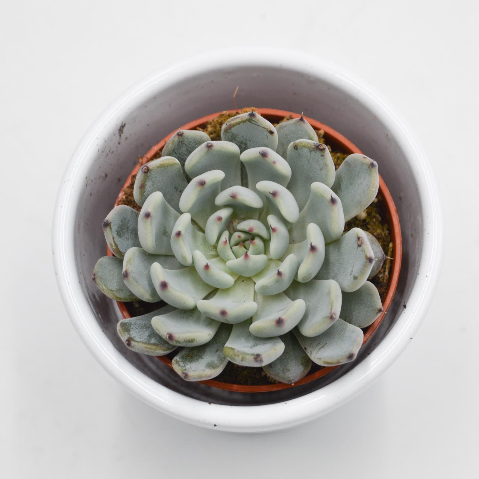 pasiora-echeveria-cuspidata-var-gemmula-sukkulente-5-5-cm image 2