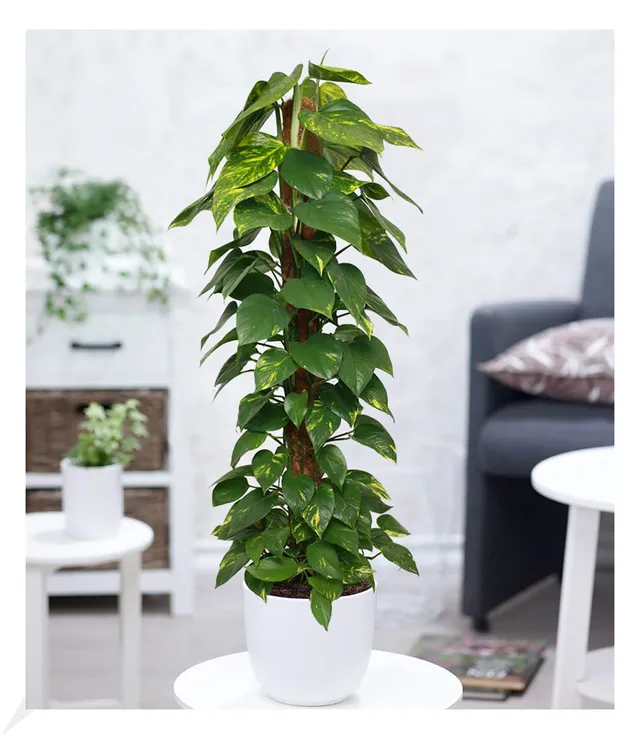 baldur-garten-efeutute-am-moosstab-110-120-cm image 1