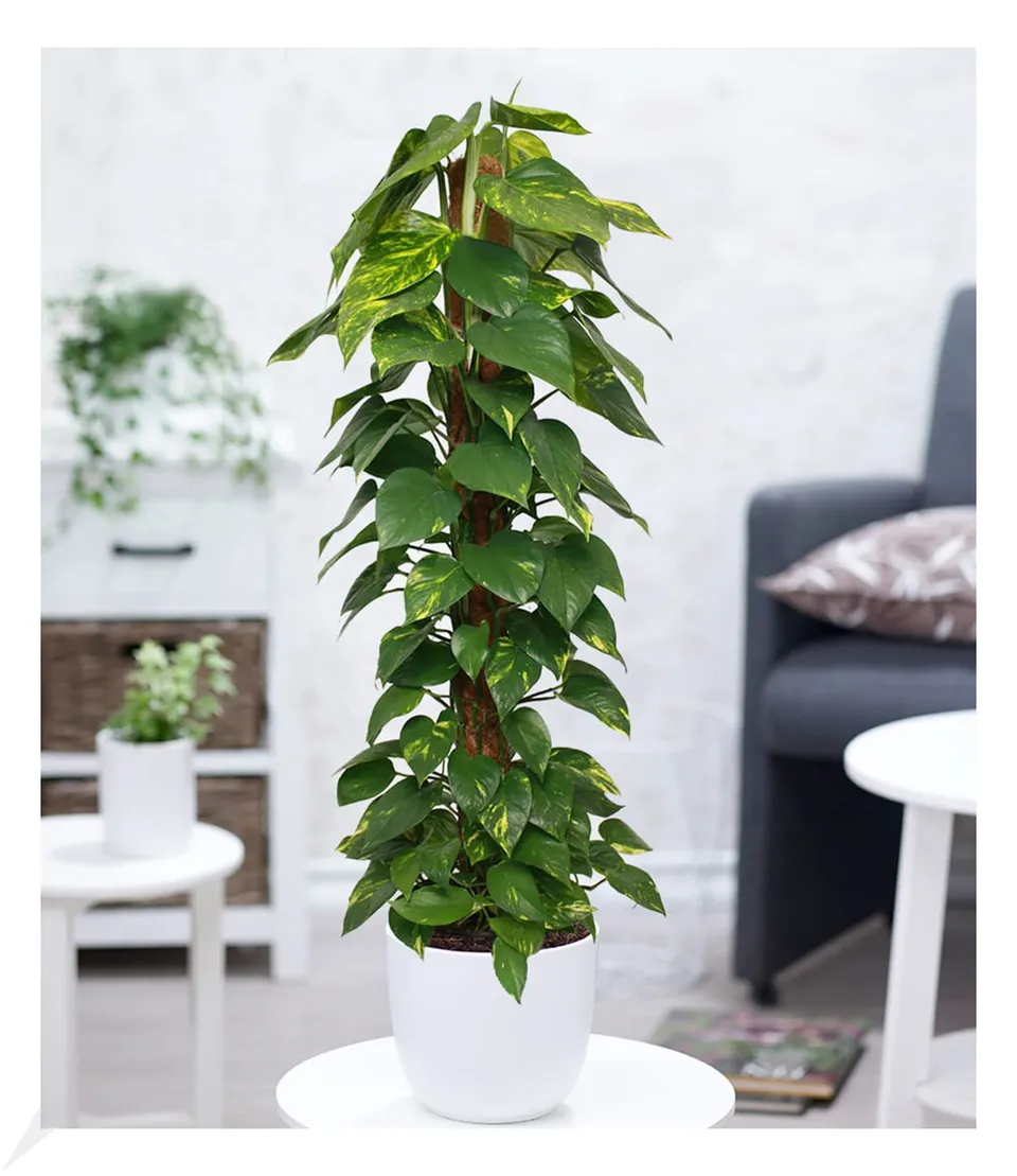 baldur-garten-efeutute-am-moosstab-110-120-cm image 1