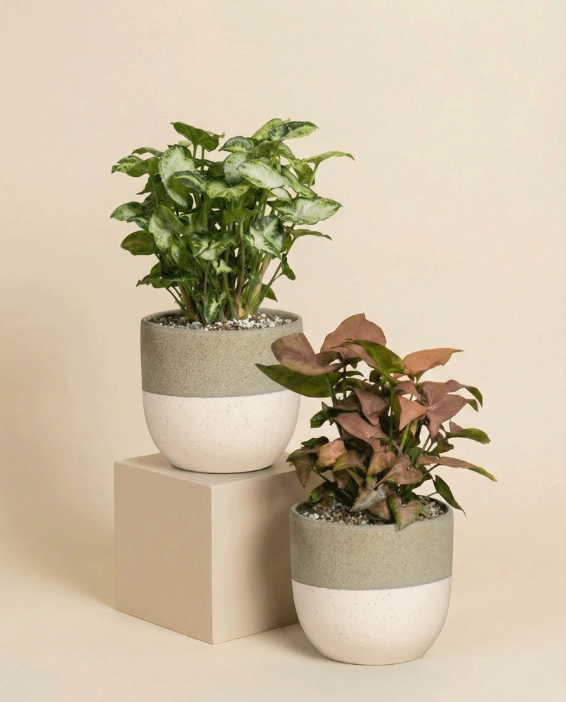 feey-schweizer-syngonium-duo-pixie-neon-pflanzenset image 6