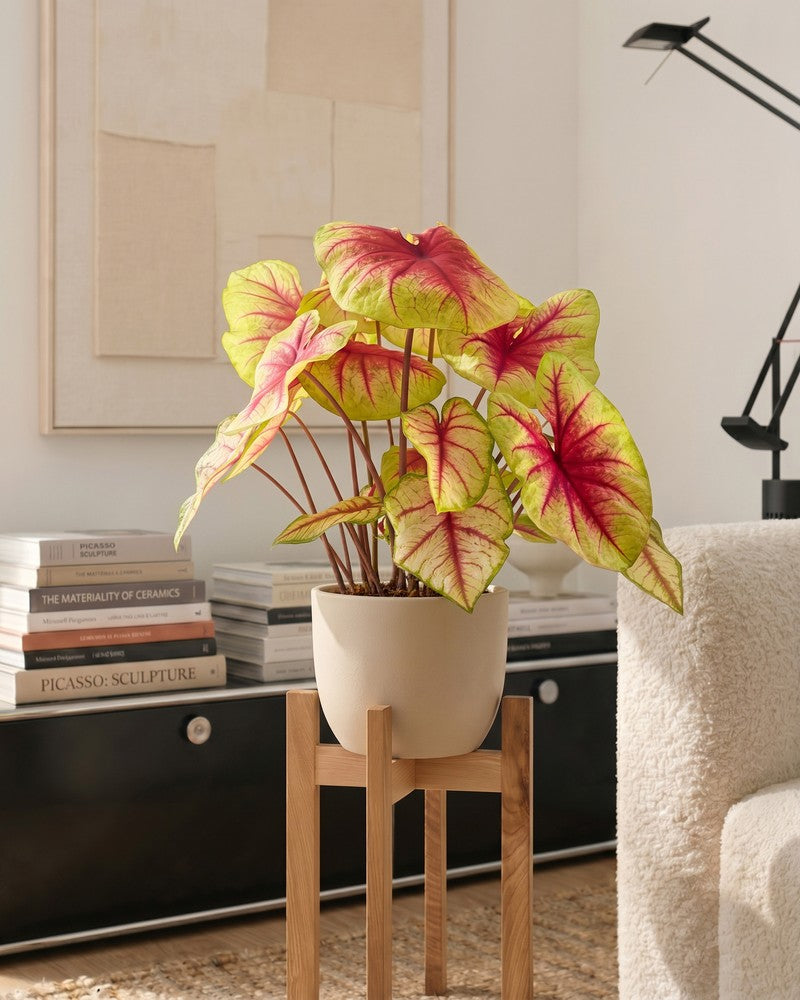 feey-caladium-lemon-blush-gro-e-zimmerpflanze-bunt image 2