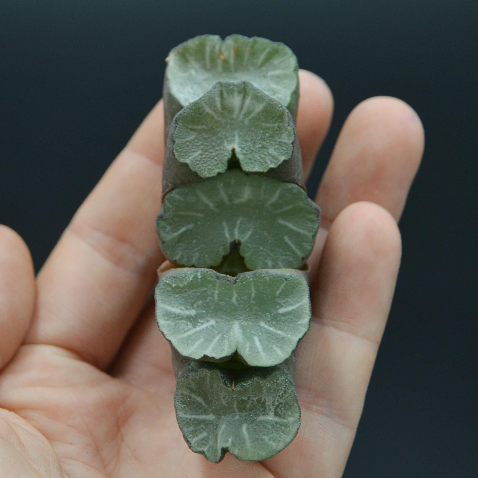 pasiora-haworthia-giant-hakua-steckling-cutting-indoor image 1