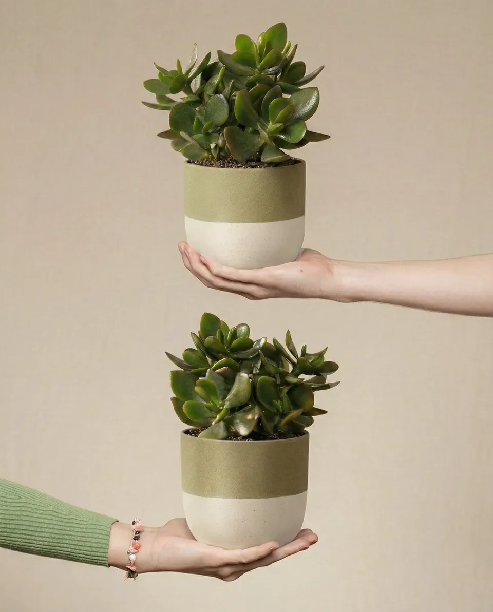 feey-geldbaum-duo-2x-crassula-ovata image 1