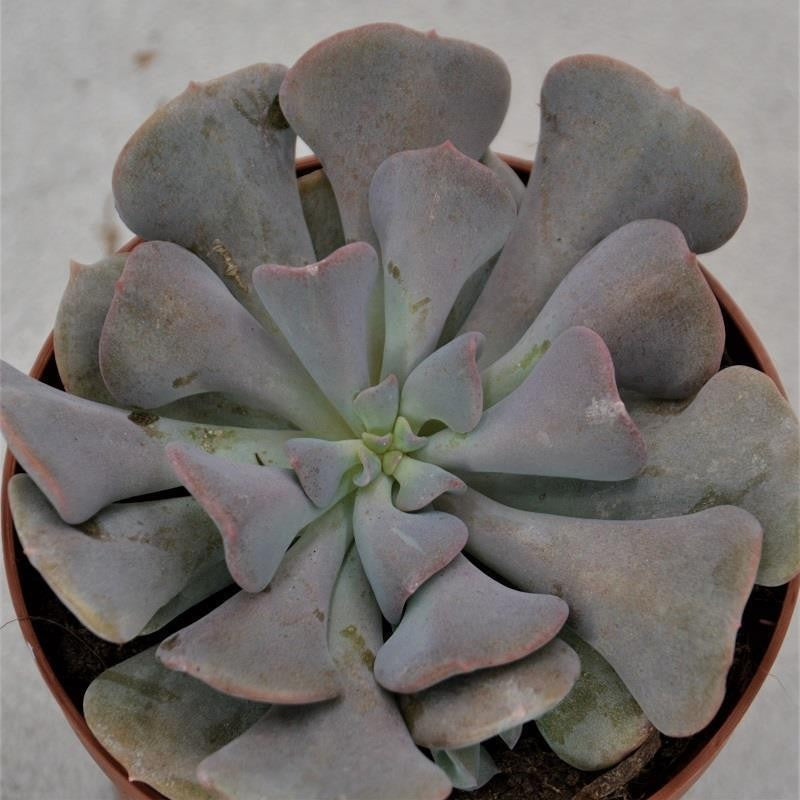 pasiora-echeveria-cubic-frost-sukkulente-9cm-topf image 1