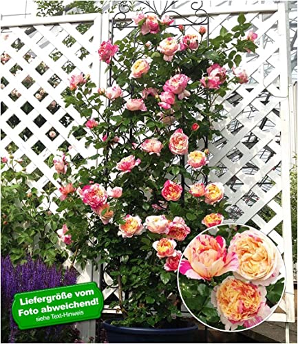 baldur-garten-kletter-rose-julie-andrieu-winterhart-wurzelnackt image 6