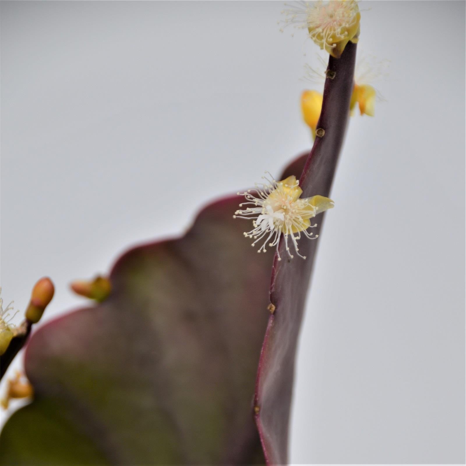 pasiora-rhipsalis-pachyptera-korallenkaktus-12cm-topf image 2