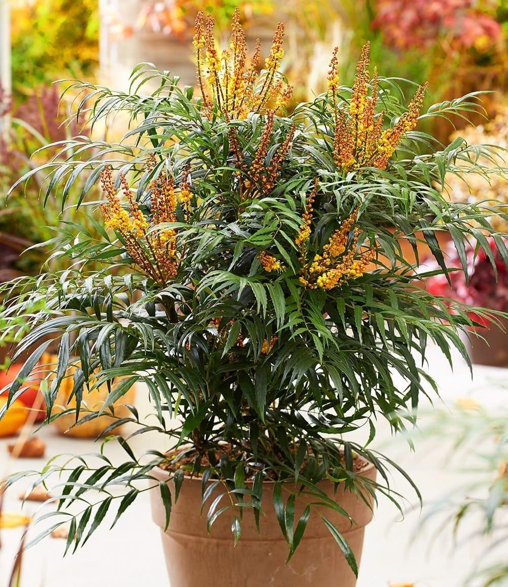 baldur-garten-mahonie-volcano-myoy-zierstrauch-im-2-liter-topf image 3