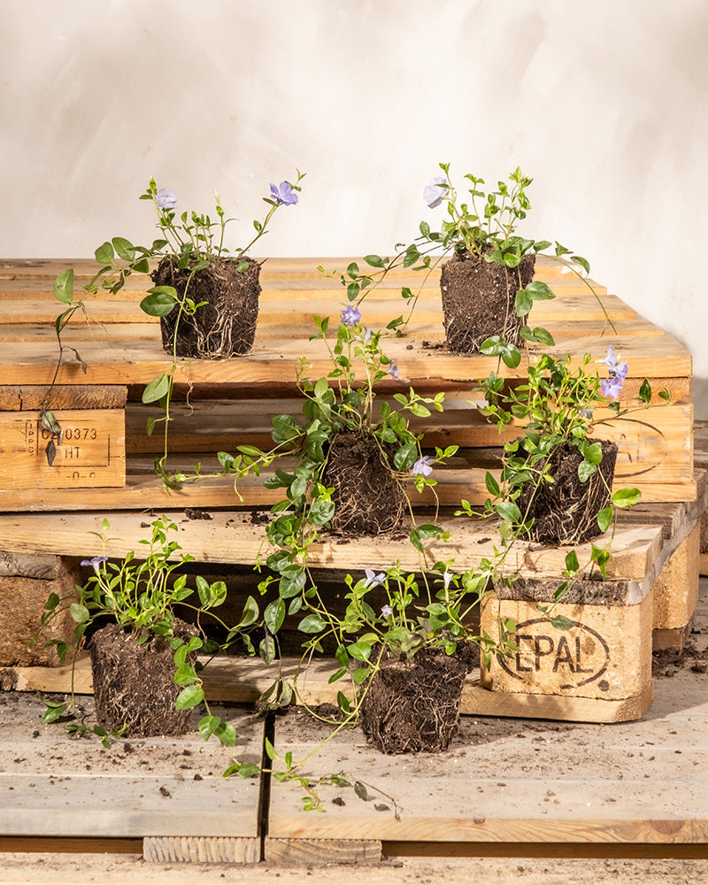 feey-vinca-minor-kleines-immergr-n-6er-set-f-r-garten-und-balkon image 3