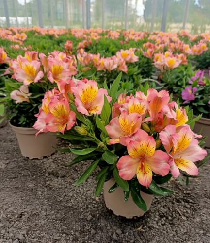 baldur-garten-alstroemeria-incalys-salmon-winterharte-inkalilie-im-12-cm-topf image 6
