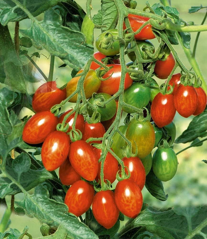 baldur-garten-trilly-f1-pflaumen-tomate-2-pflanzen image 4