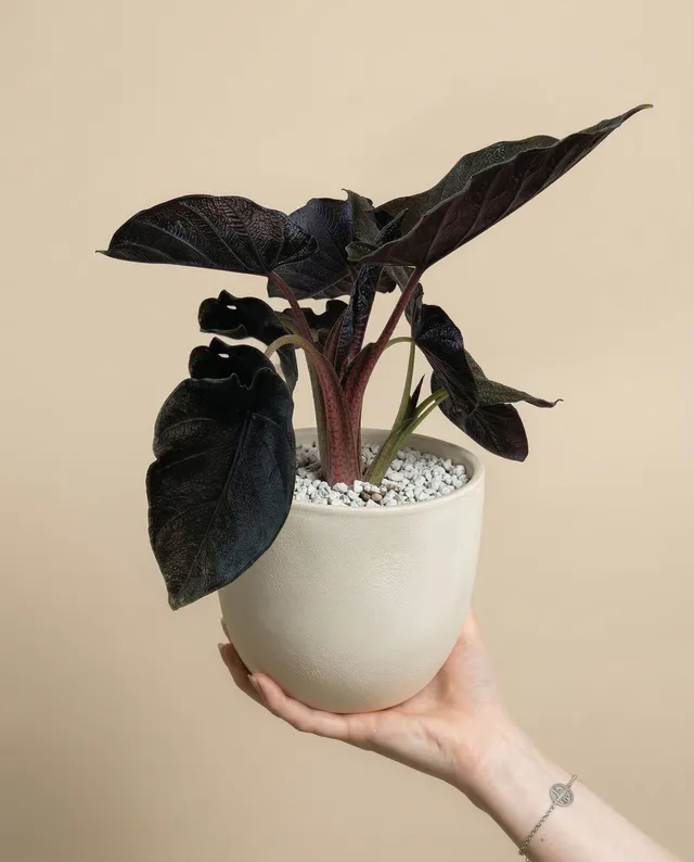 feey-alocasia-antoro-velvet-zimmerpflanze image 1