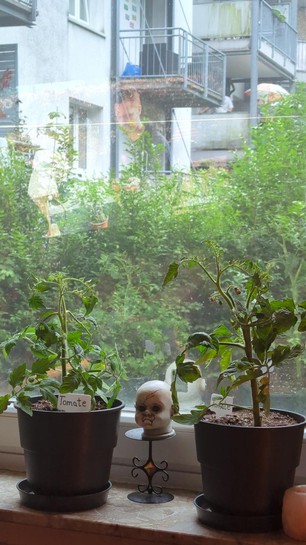 Wächst wie verrückt auf dem Balkon