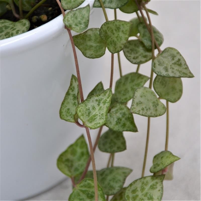 pasiora-ceropegia-woodii-mini-star-herzblatt-h-ngepflanze-im-8cm-topf image 1
