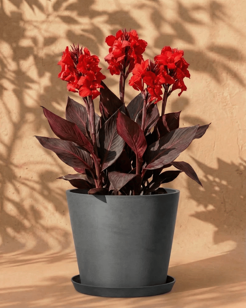 feey-canna-rot-blumenrohr-rhizome image 5