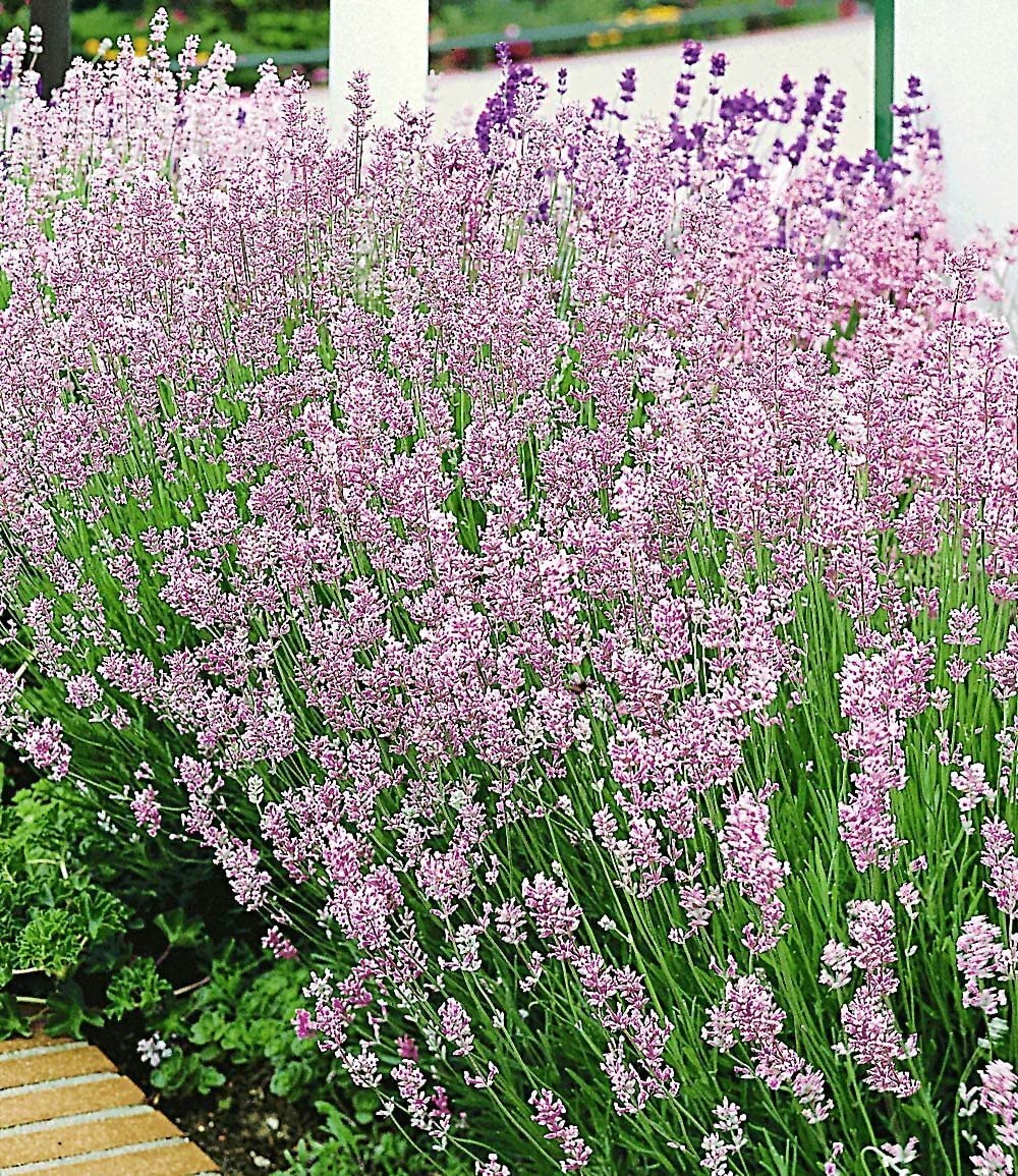 baldur-garten-winterharte-stauden-lavendel-mix-9er-set-im-9x9-cm-topf image 4