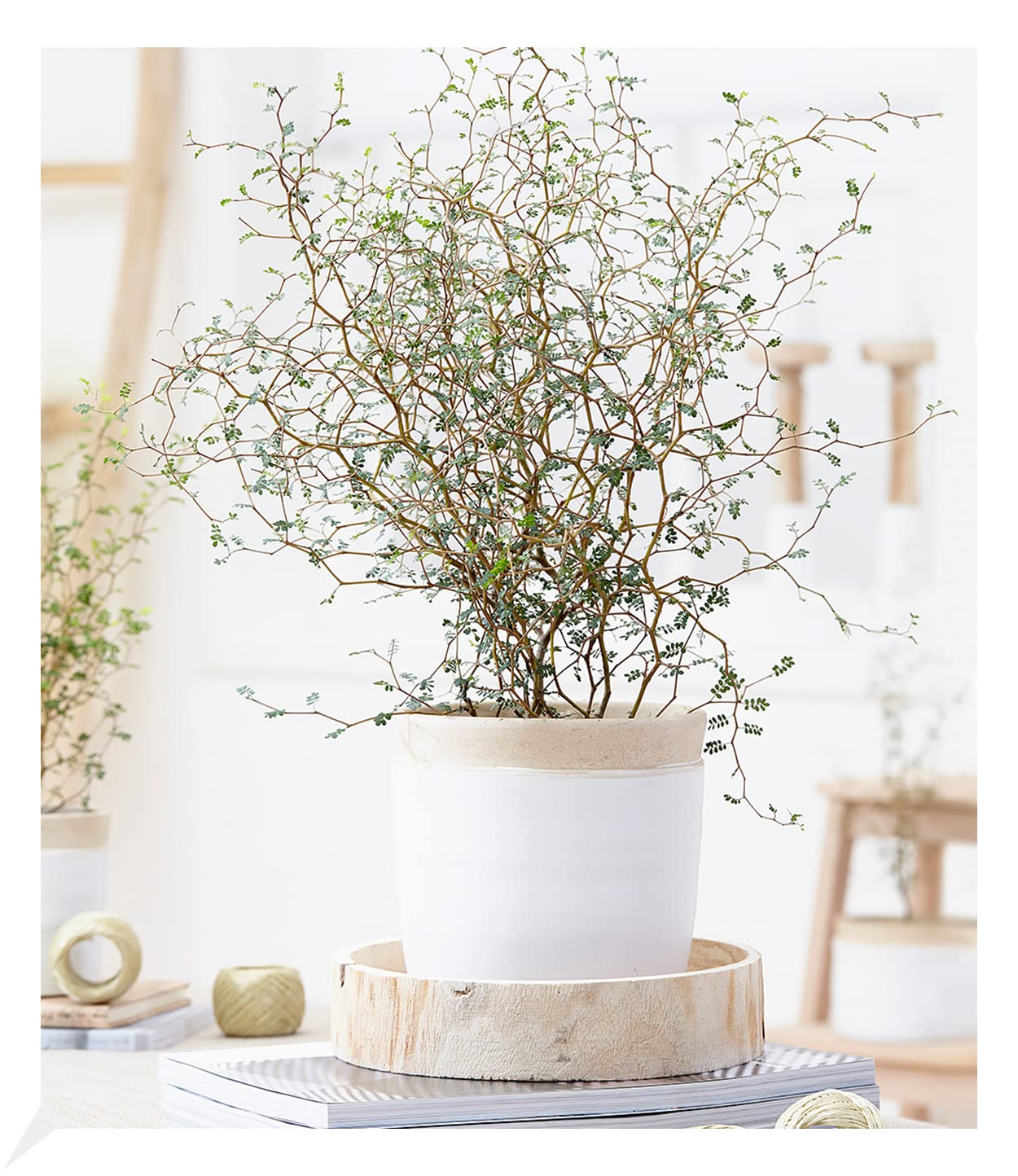 baldur-garten-maori-sophora-little-baby-11-cm-topf-zimmerpflanze image 1