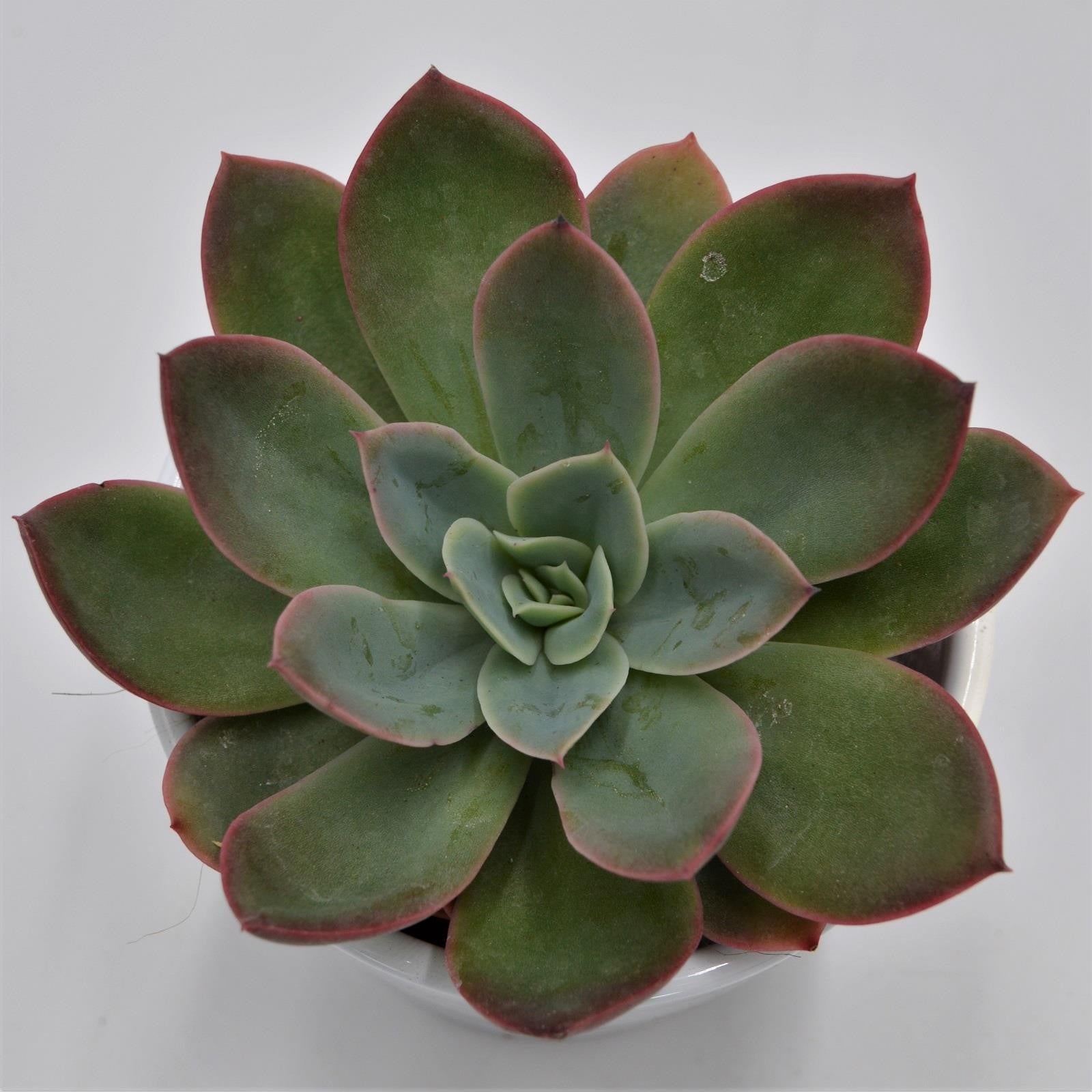 pasiora-echeveria-luella-sukkulente-8-5-cm-topf-korea-hybrid image 2