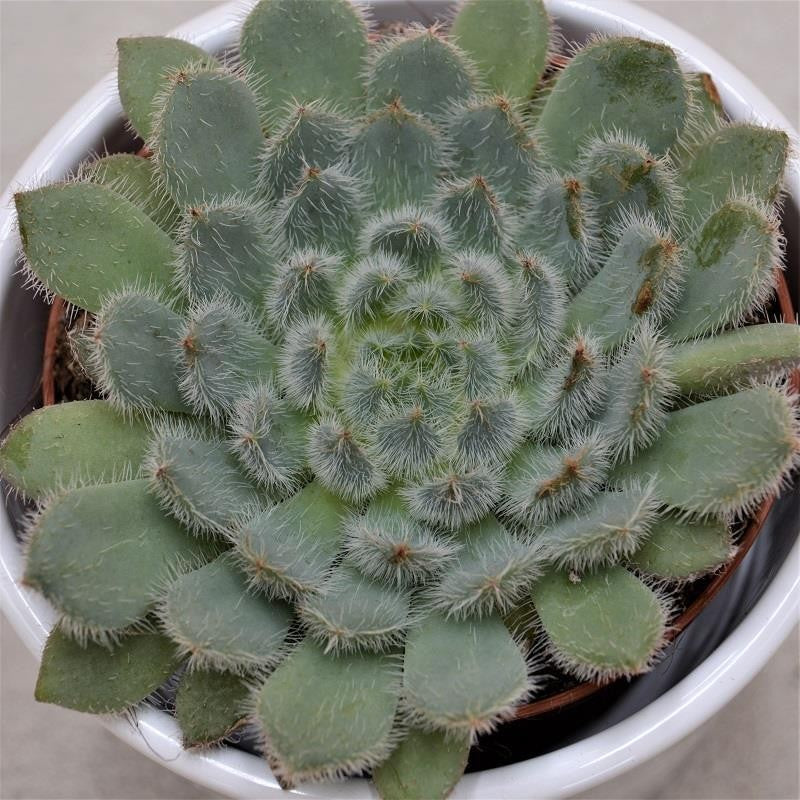 pasiora-echeveria-setosa-var-deminuta-sukkulente-8-5-cm image 1