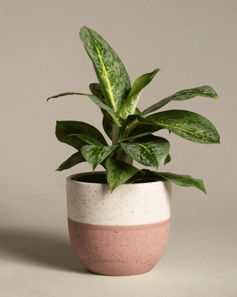 feey-aglaonema-lemon-mint-kolbenfaden image 5