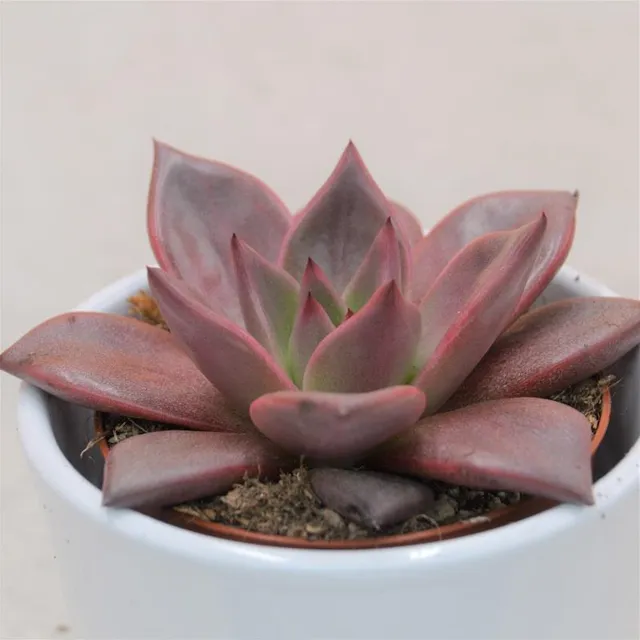 pasiora-echeveria-agavoides-romeo-echeverie-8-5cm image 1