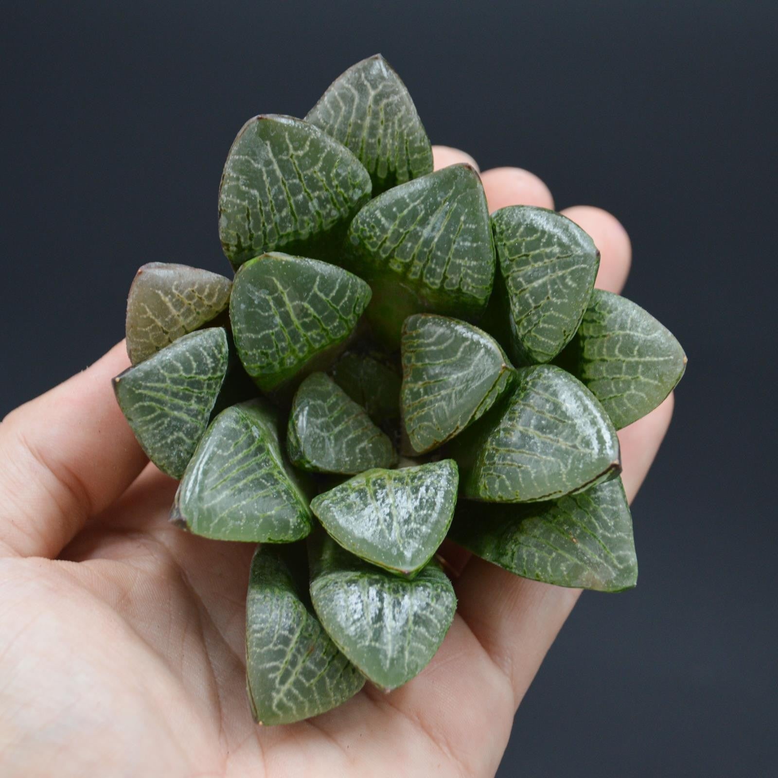 pasiora-haworthia-wanhua-jing-steckling-sukkulente image 1