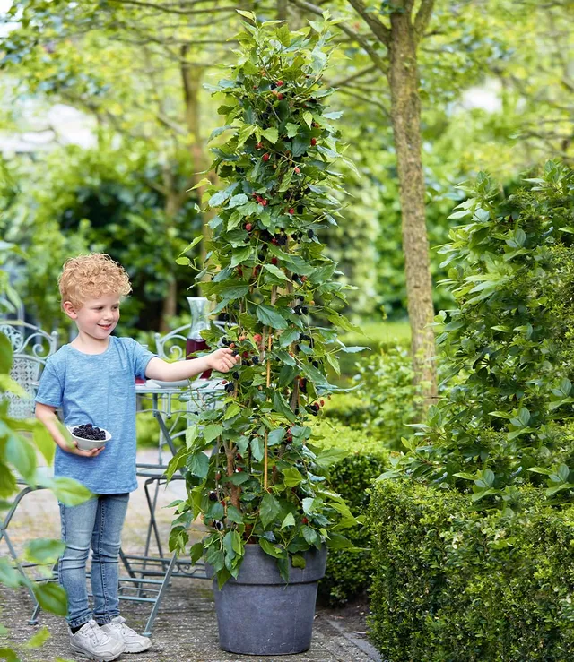 baldur-garten-maulbeere-bonbon-berry-pflanze-im-13-cm-topf image 1