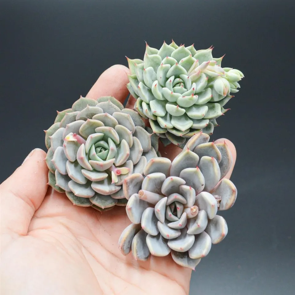 pasiora-echeveria-hybrid-steckling-indoor-sukkulente image 1
