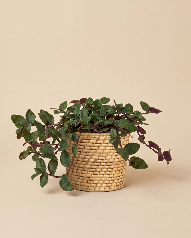 feey-tradescantia-bunny-bellies-dreimasterblume-hydro-zimmerpflanze image 8