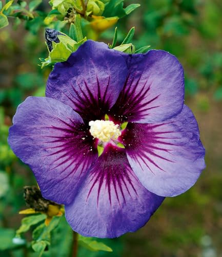 baldur-garten-hibiskus-hawaii-1x-pflanze-im-9x9-cm-topf image 4