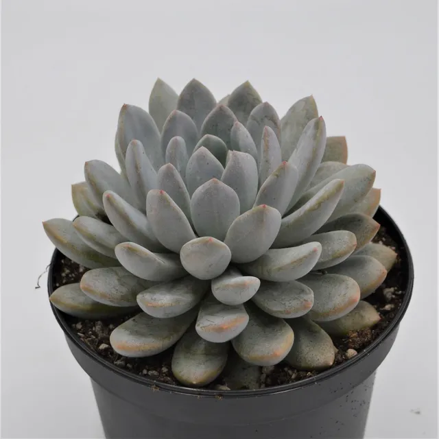 pasiora-x-pachyveria-sukkulente-15cm-gro image 1