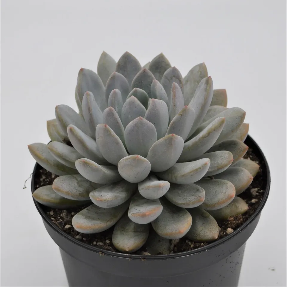pasiora-x-pachyveria-sukkulente-15cm-gro image 1