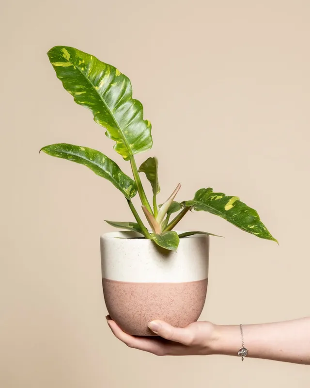 feey-philodendron-ring-of-fire-zimmerpflanze image 1