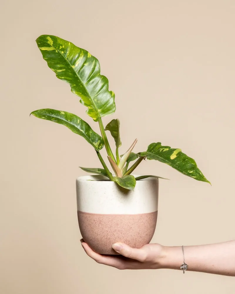 feey-philodendron-ring-of-fire-zimmerpflanze image 1