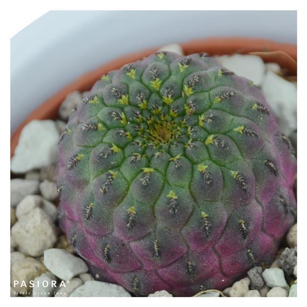 pasiora-sulcorebutia-rauschii-violet-kaktus-5-5cm-topf image 1