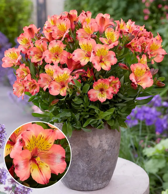 baldur-garten-alstroemeria-incalys-salmon-winterharte-inkalilie-im-12-cm-topf image 1