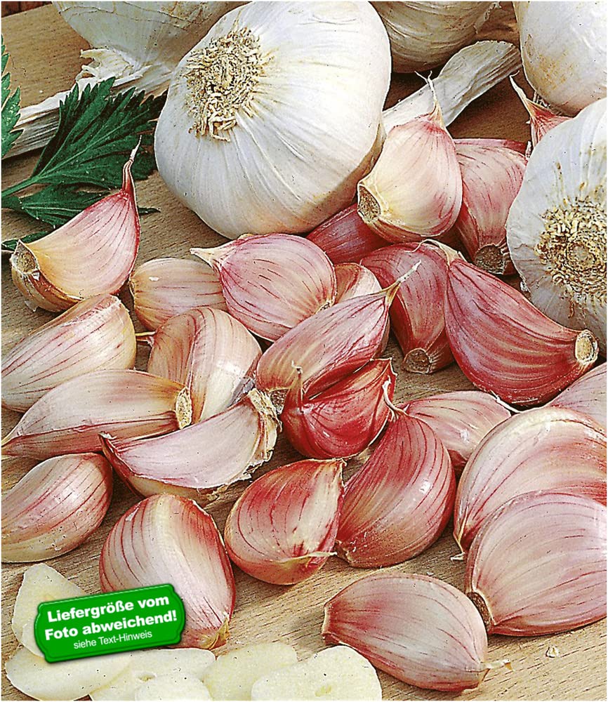 baldur-garten-3x-pflanz-knoblauch-zwiebeln-gr-e-i image 2