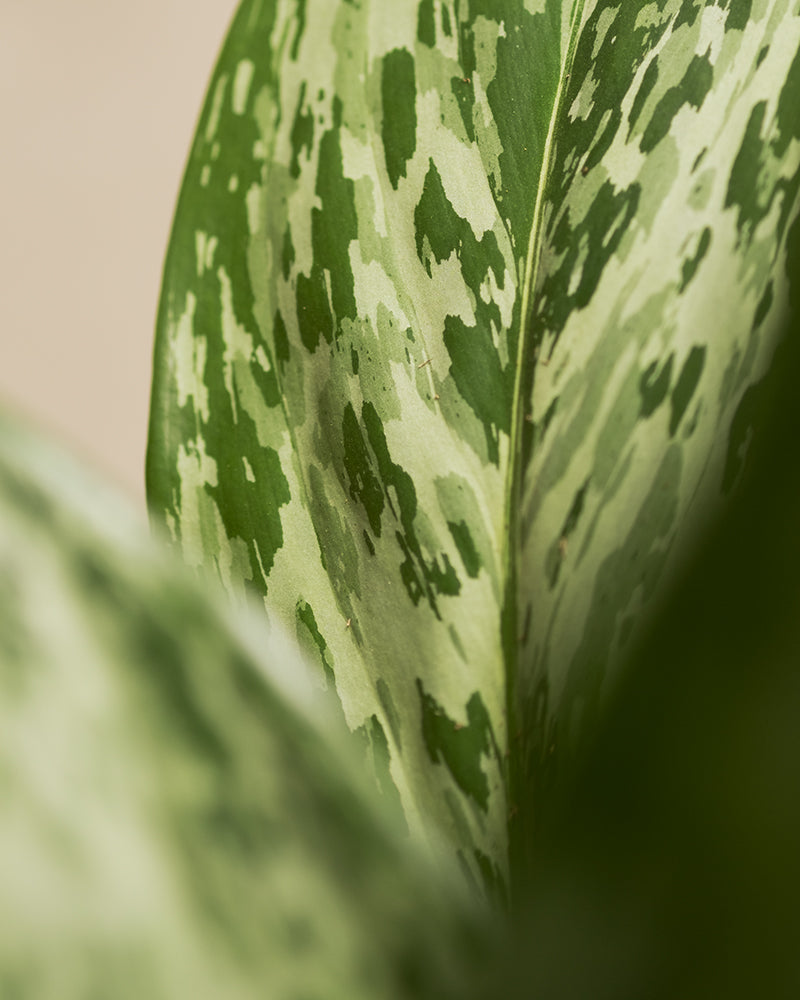 feey-aglaonema-greenlight-zimmerpflanze-50-60-cm image 2