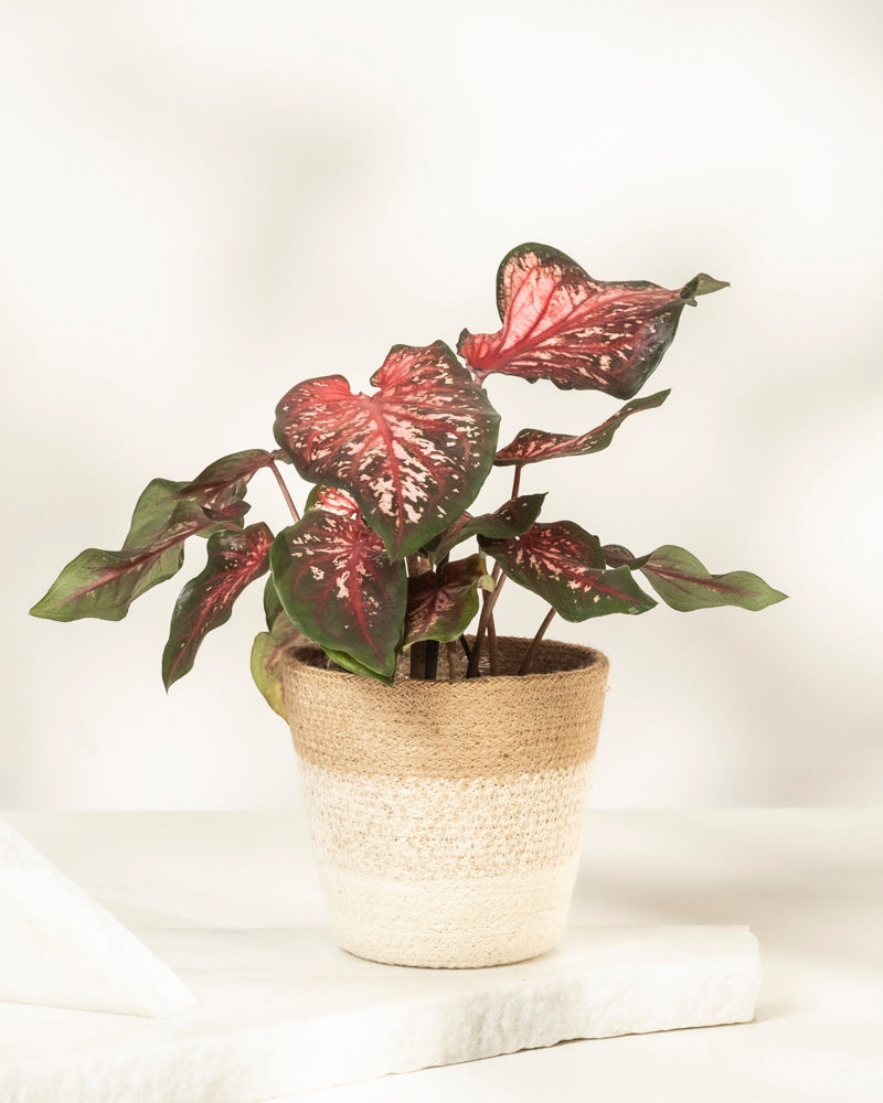 feey-caladium-desert-sunset-zimmerpflanze-klein-mittel image 8