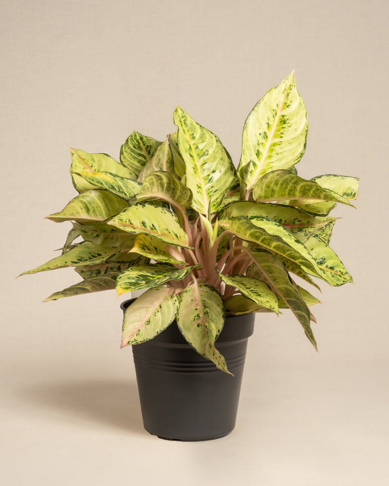 feey-aglaonema-chartreuse-pretty-zimmerpflanze image 3