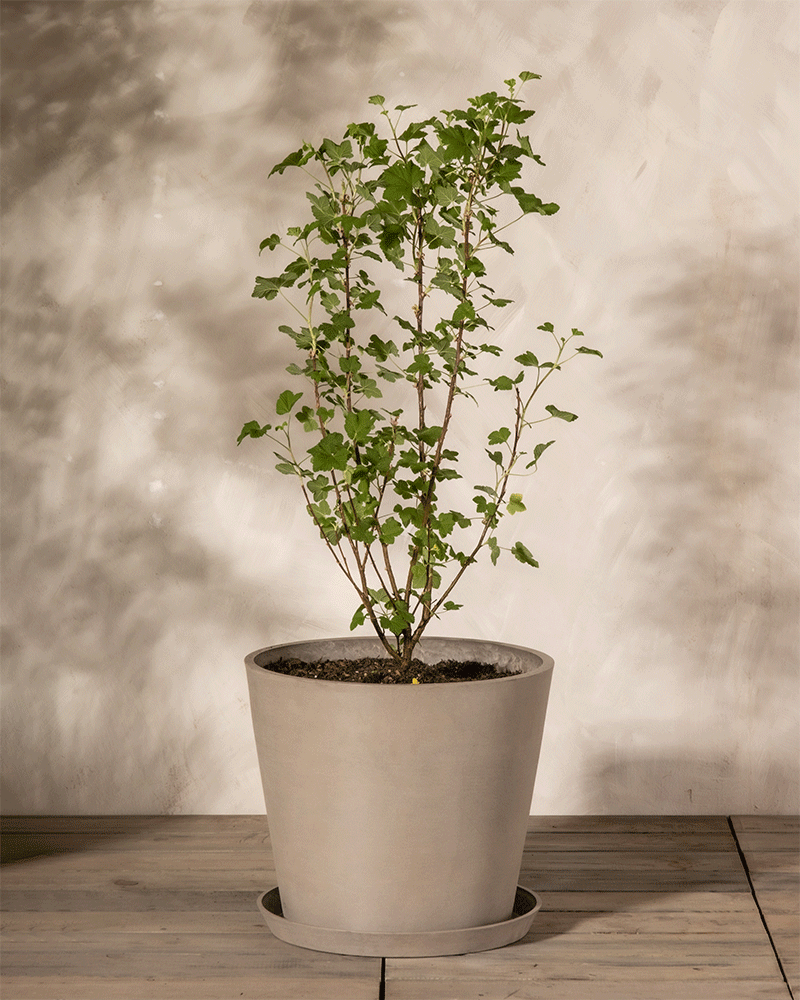 feey-ribes-sanguineum-blutjohannisbeere image 7