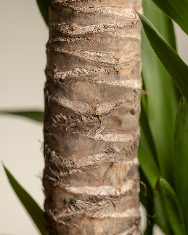 feey-gro-e-yucca-elephantipes-yucca-palme-xl-im-30-cm-topf image 2